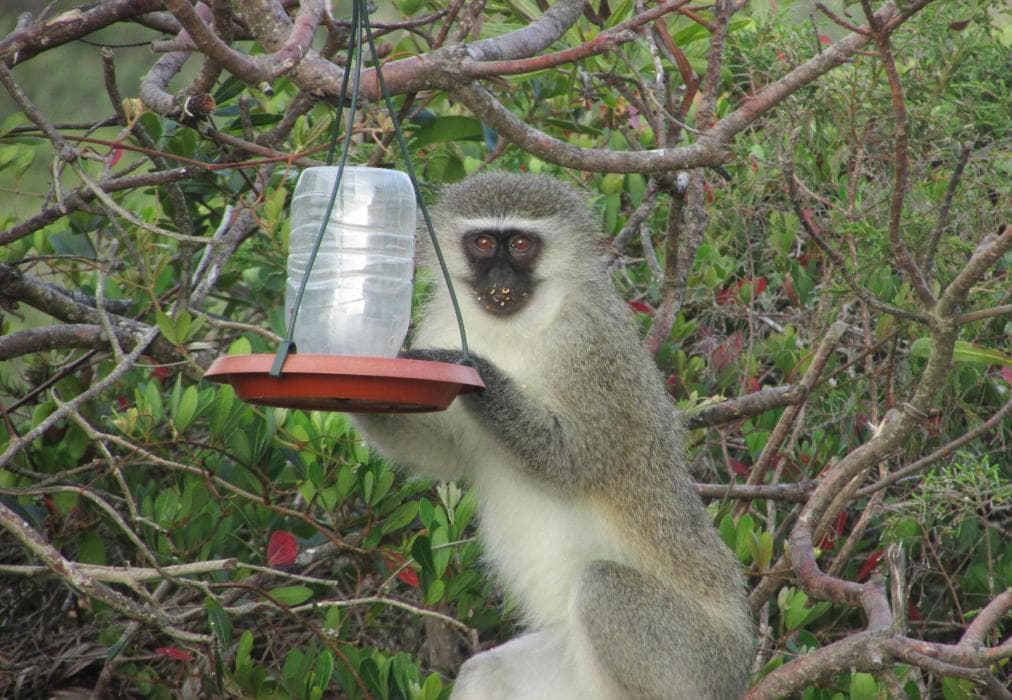 Melkhoutkloof Guest House