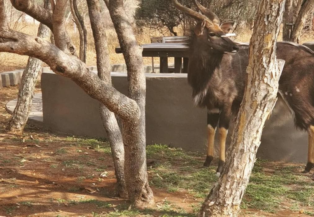 Mount Marula Game Lodge