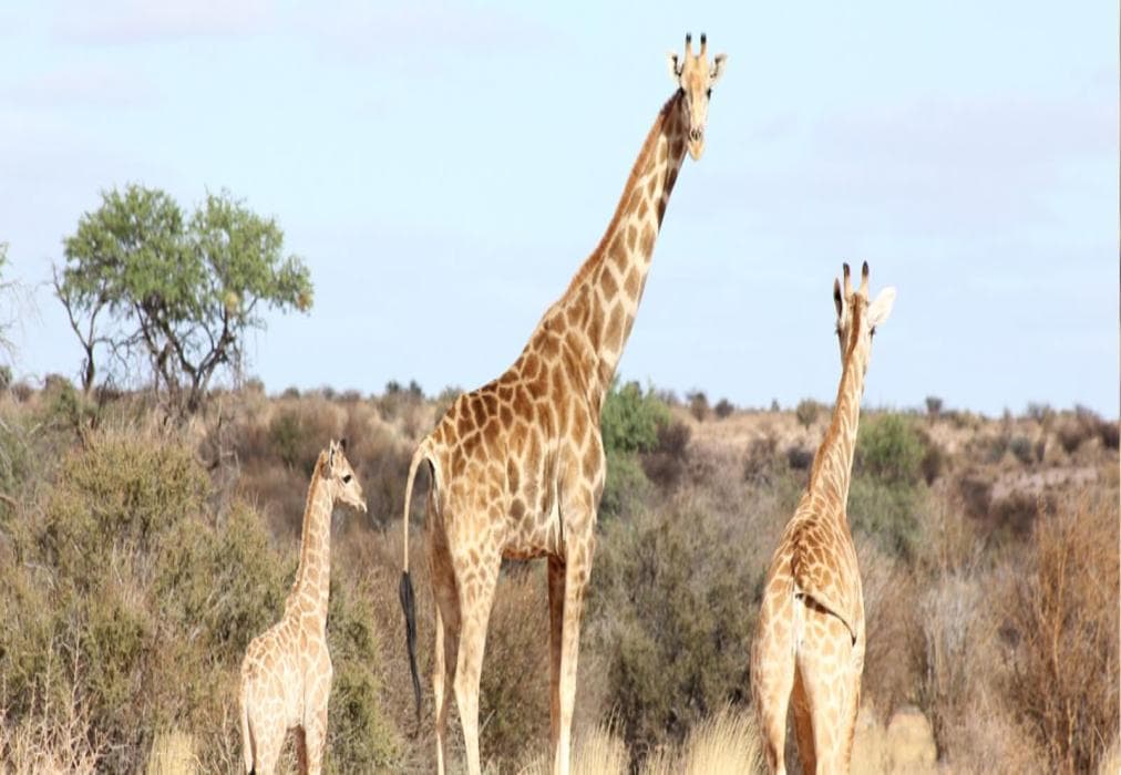 Kameeldoring Camping